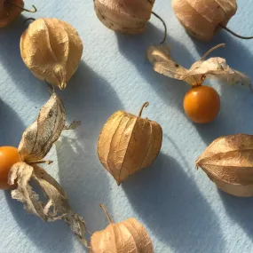 Cape Gooseberries